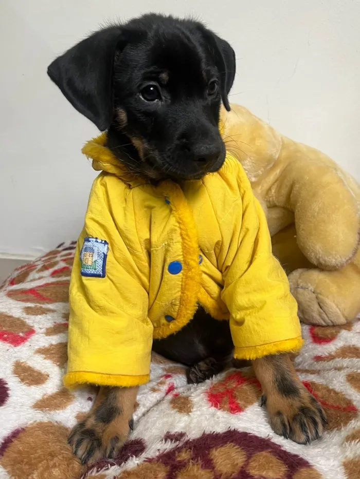 Cachorro ra a SRD-ViraLata idade 2 a 6 meses nome Elton