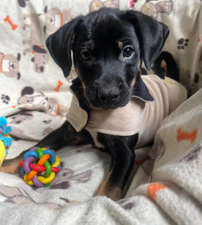 Cachorro ra a SRD-ViraLata idade 2 a 6 meses nome Elton
