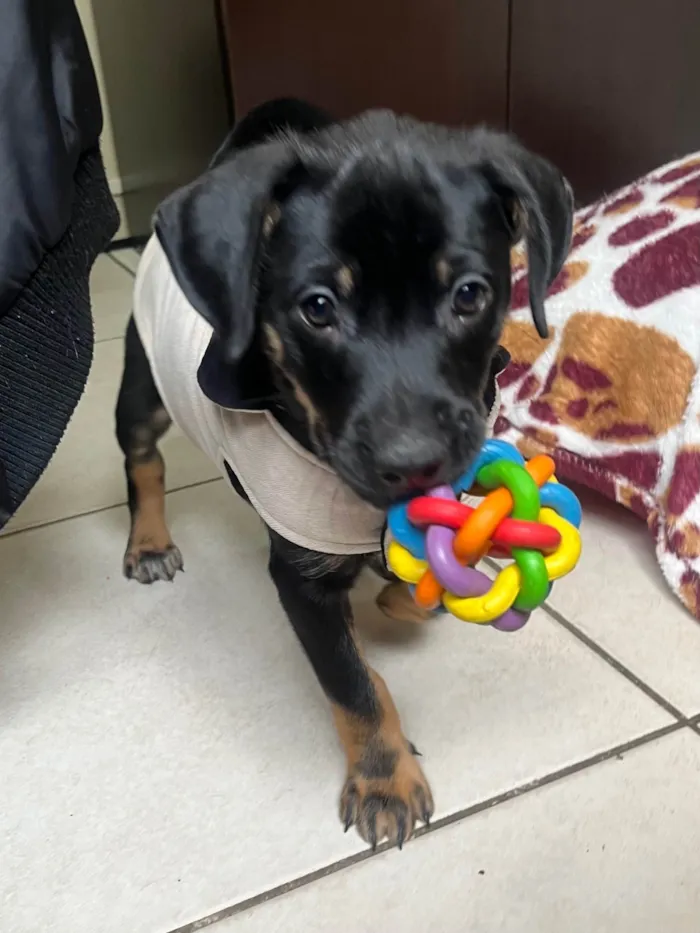 Cachorro ra a SRD-ViraLata idade 2 a 6 meses nome Elton