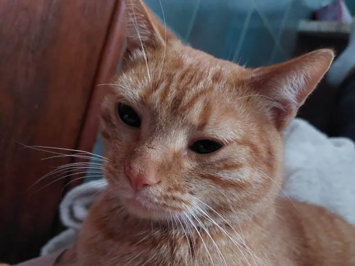 Gato ra a SRD-ViraLata idade 1 ano nome Pequeno