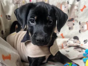 Cachorro raça SRD-ViraLata idade 2 a 6 meses nome Elton