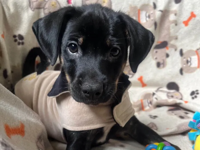 Cachorro ra a SRD-ViraLata idade 2 a 6 meses nome Elton