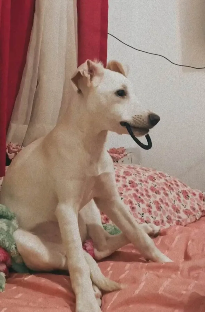 Cachorro ra a SRD-ViraLata idade 2 a 6 meses nome Bella 