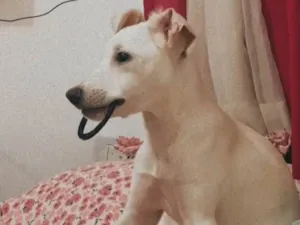 Cachorro raça SRD-ViraLata idade 2 a 6 meses nome Bella 