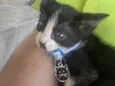 thor e agatha