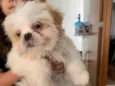 Milo