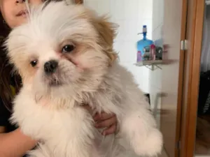 Cachorro raça Shitzu idade 2 a 6 meses nome Milo