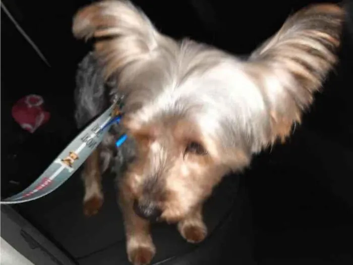 Cachorro ra a Yorkshire idade 1 ano nome Thor