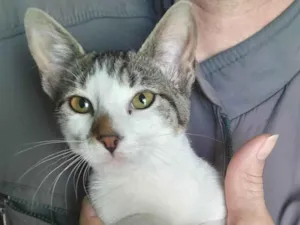 Gato raça SRD-ViraLata idade 2 a 6 meses nome Xuxu