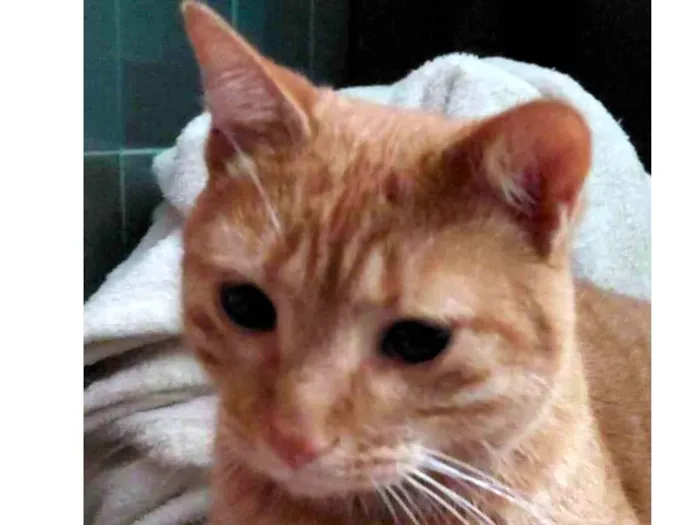 Gato ra a SRD-ViraLata idade 1 ano nome Pequeno