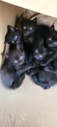 5 gatinhos preto, sendo 3 fêmea e 2 macho.