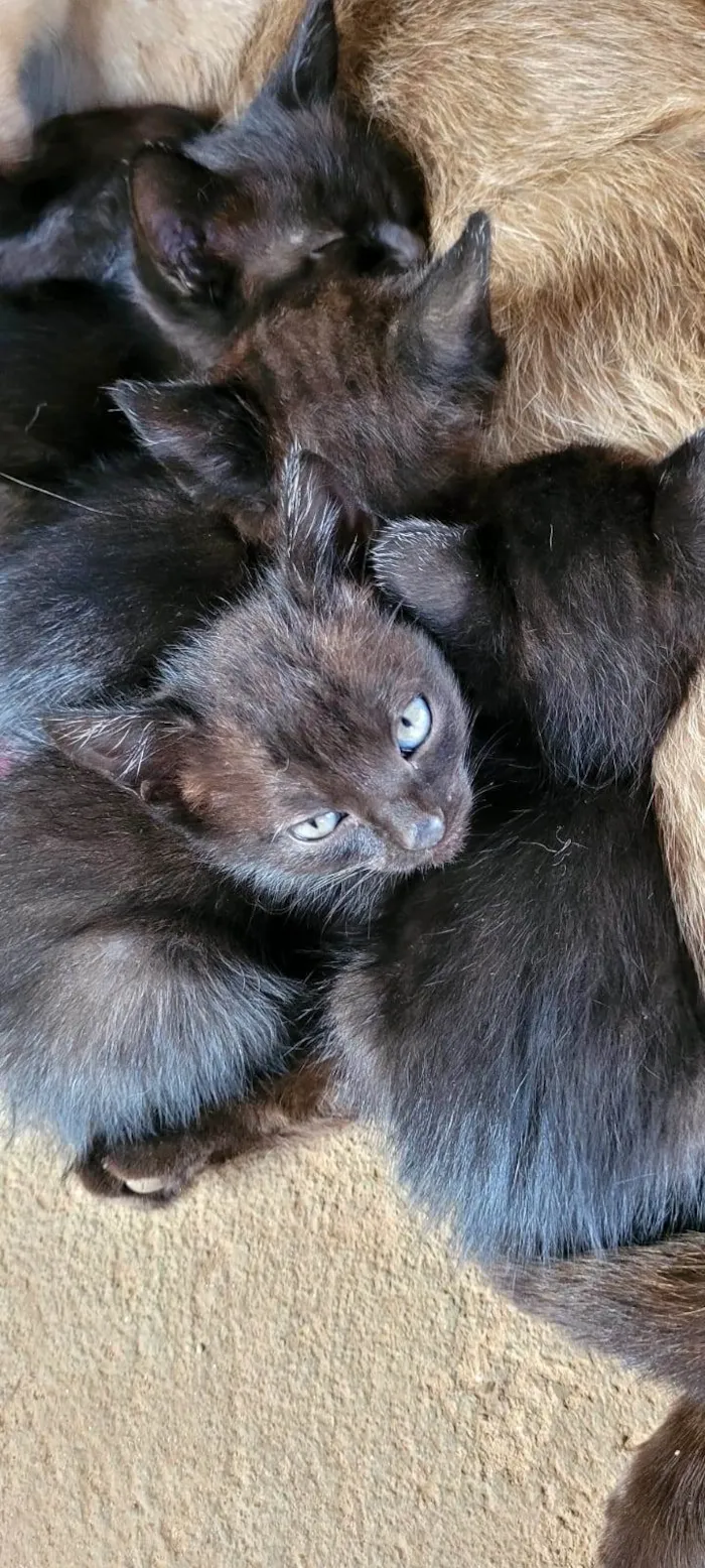 Gato ra a  idade Abaixo de 2 meses nome 5 gatinhos preto, sendo 3 fêmea e 2 macho.