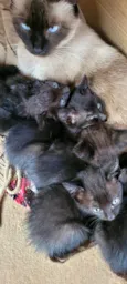 5 gatinhos preto, sendo 3 fêmea e 2 macho.