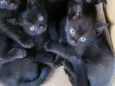 5 gatinhos preto, sendo 3 fêmea e 2 macho.