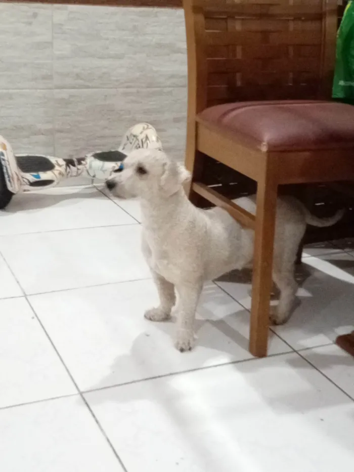 Cachorro ra a Poodle idade 2 anos nome Júnior 