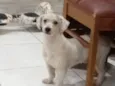 Júnior
