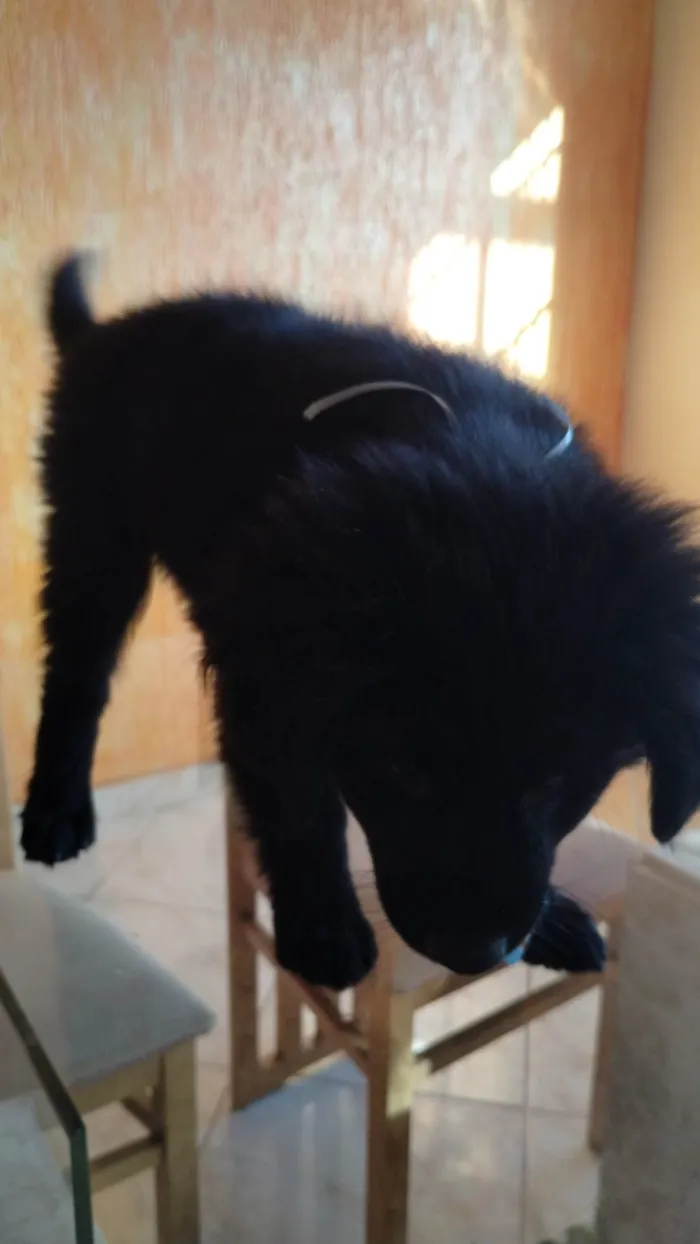 Cachorro ra a SRD-ViraLata idade 2 a 6 meses nome Panda