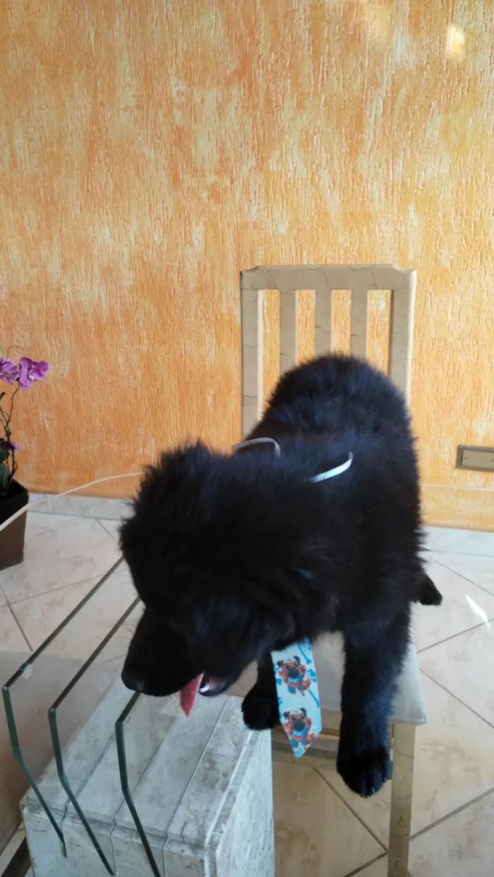 Cachorro ra a SRD-ViraLata idade 2 a 6 meses nome Panda