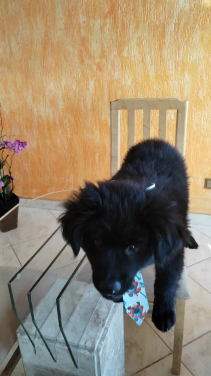 Cachorro ra a SRD-ViraLata idade 2 a 6 meses nome Panda