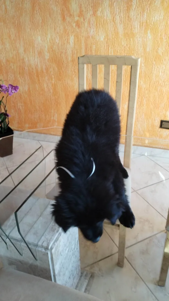 Cachorro ra a SRD-ViraLata idade 2 a 6 meses nome Panda