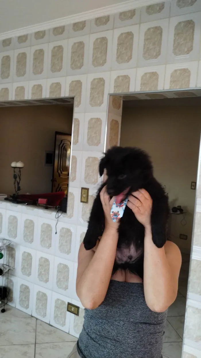 Cachorro ra a SRD-ViraLata idade 2 a 6 meses nome Panda