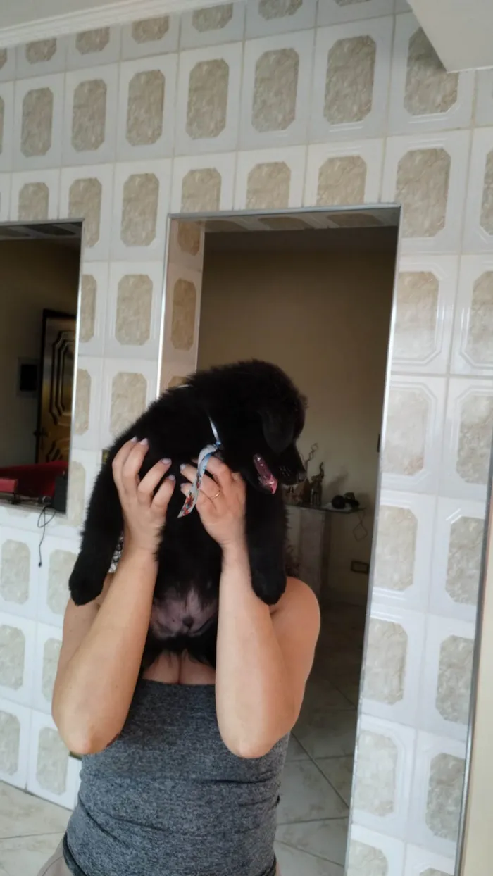 Cachorro ra a SRD-ViraLata idade 2 a 6 meses nome Panda
