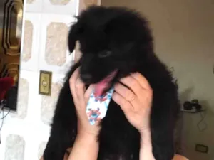 Cachorro raça SRD-ViraLata idade 2 a 6 meses nome Panda
