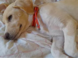 Cachorro raça Srd idade 2 a 6 meses nome Jade