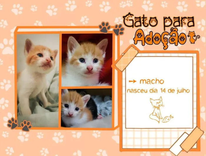 Gato ra a SRD-ViraLata idade Abaixo de 2 meses nome Thor