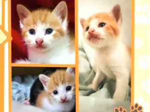 Gato raça SRD-ViraLata idade Abaixo de 2 meses nome Thor