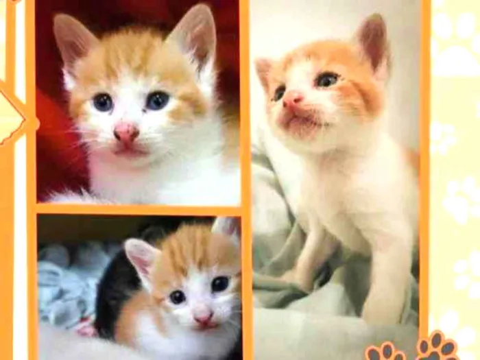 Gato ra a SRD-ViraLata idade Abaixo de 2 meses nome Thor