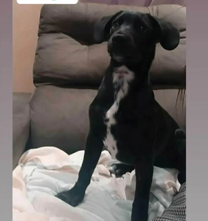 Cachorro ra a SRD-ViraLata idade 2 a 6 meses nome Sasori