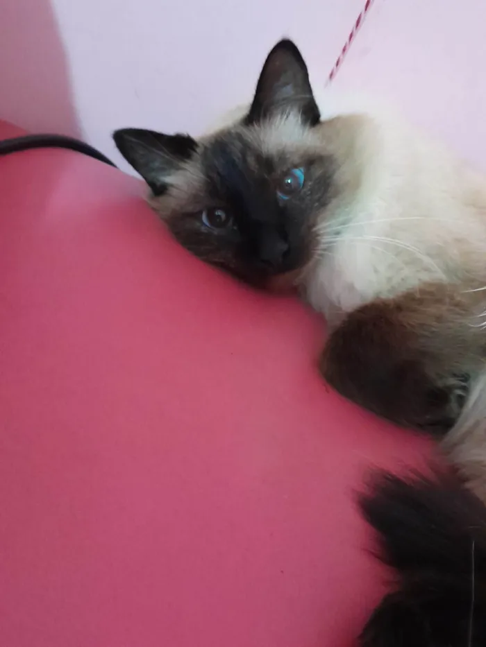 Gato ra a Siamês idade 4 anos nome Mia