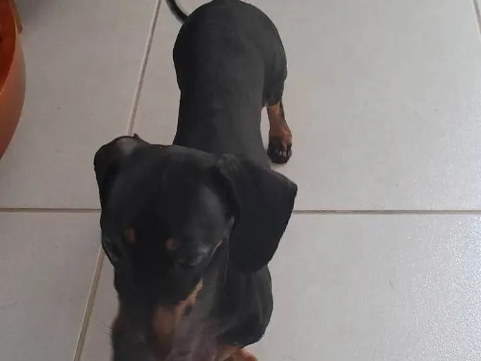 Cachorro ra a Dachshund  idade 3 anos nome Canduite