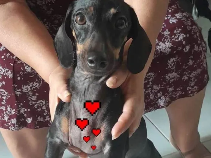 Cachorro ra a Dachshund  idade 3 anos nome Canduite