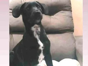 Cachorro raça SRD-ViraLata idade 2 a 6 meses nome Sasori
