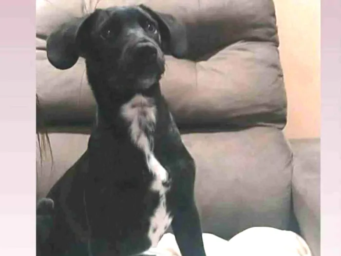 Cachorro ra a SRD-ViraLata idade 2 a 6 meses nome Sasori