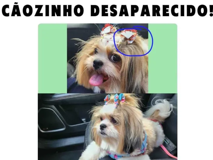 Cachorro ra a Shitzu idade 5 anos nome Zoey