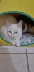Pérola