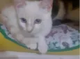 Pérola
