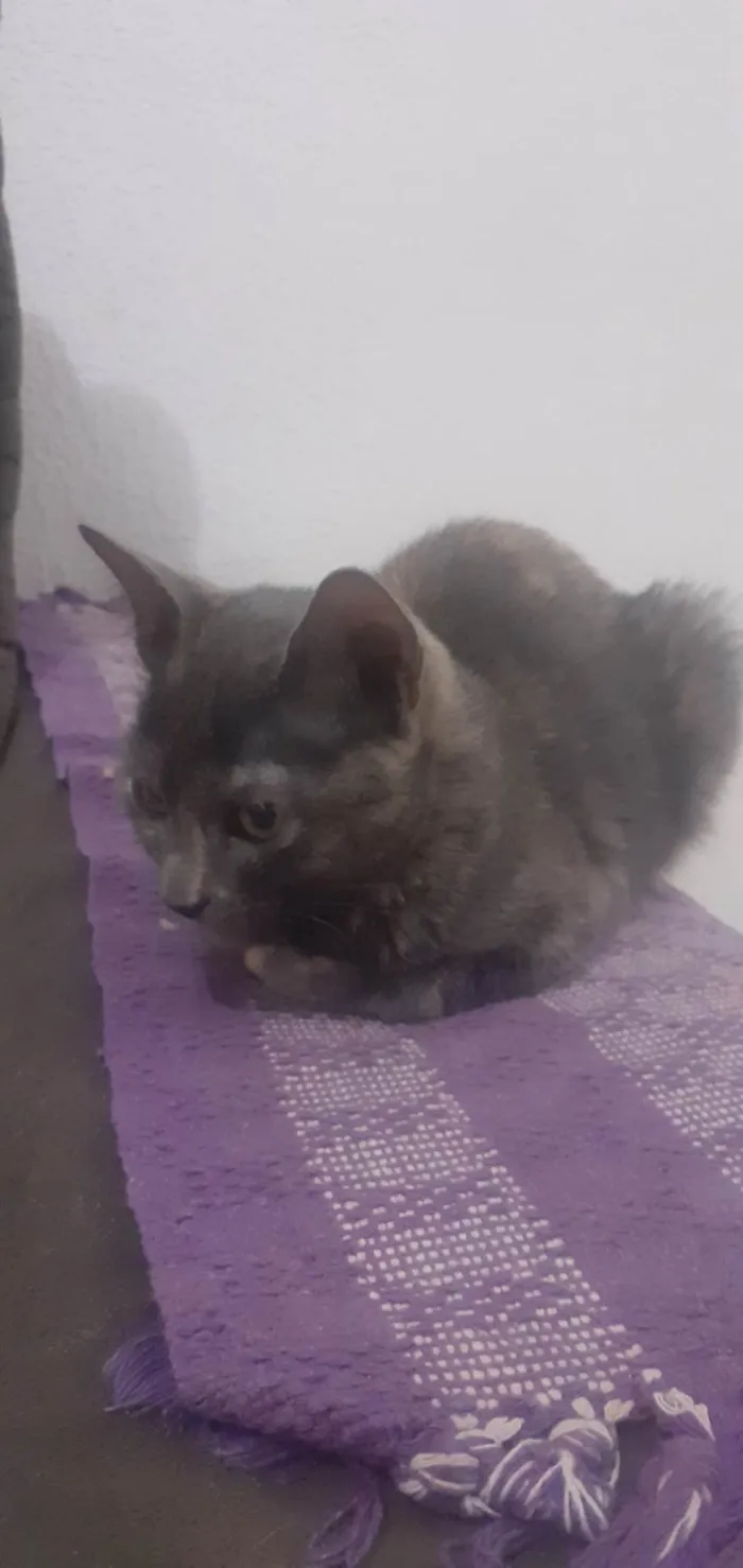 Gato ra a SRD-ViraLata idade  nome Pitty