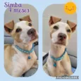 Simba