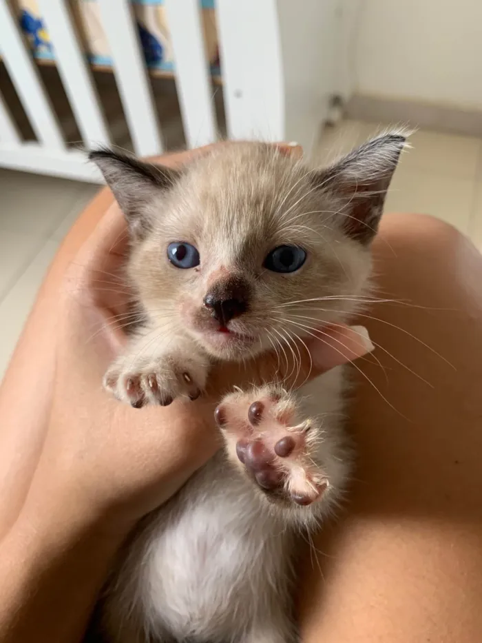 Gato ra a Siamês idade Abaixo de 2 meses nome Flor 