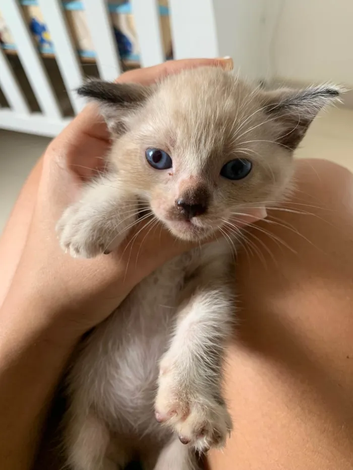 Gato ra a Siamês idade Abaixo de 2 meses nome Flor 