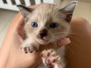 Gato raça Siamês idade Abaixo de 2 meses nome Flor 