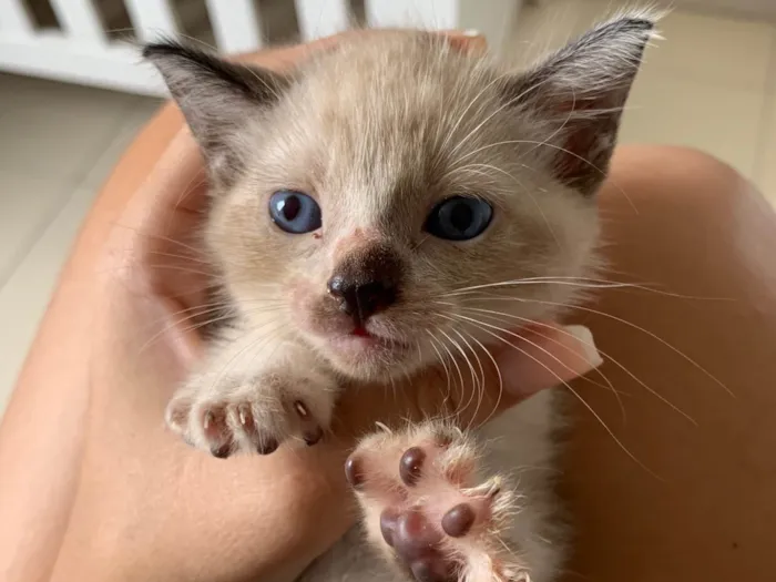 Gato ra a Siamês idade Abaixo de 2 meses nome Flor 
