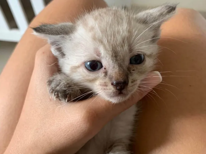 Gato ra a Siamês idade Abaixo de 2 meses nome Luna