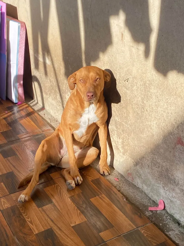 Cachorro ra a SRD-ViraLata idade 7 a 11 meses nome Kakau