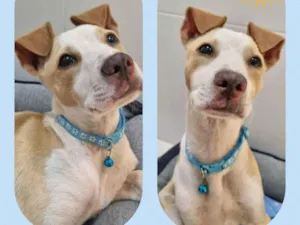 Cachorro raça  idade 2 a 6 meses nome Simba
