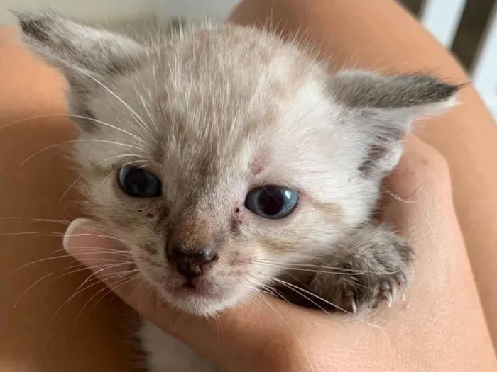 Gato ra a Siamês idade Abaixo de 2 meses nome Luna